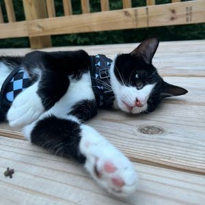 Daisy, Young Female Domestic Short Hair