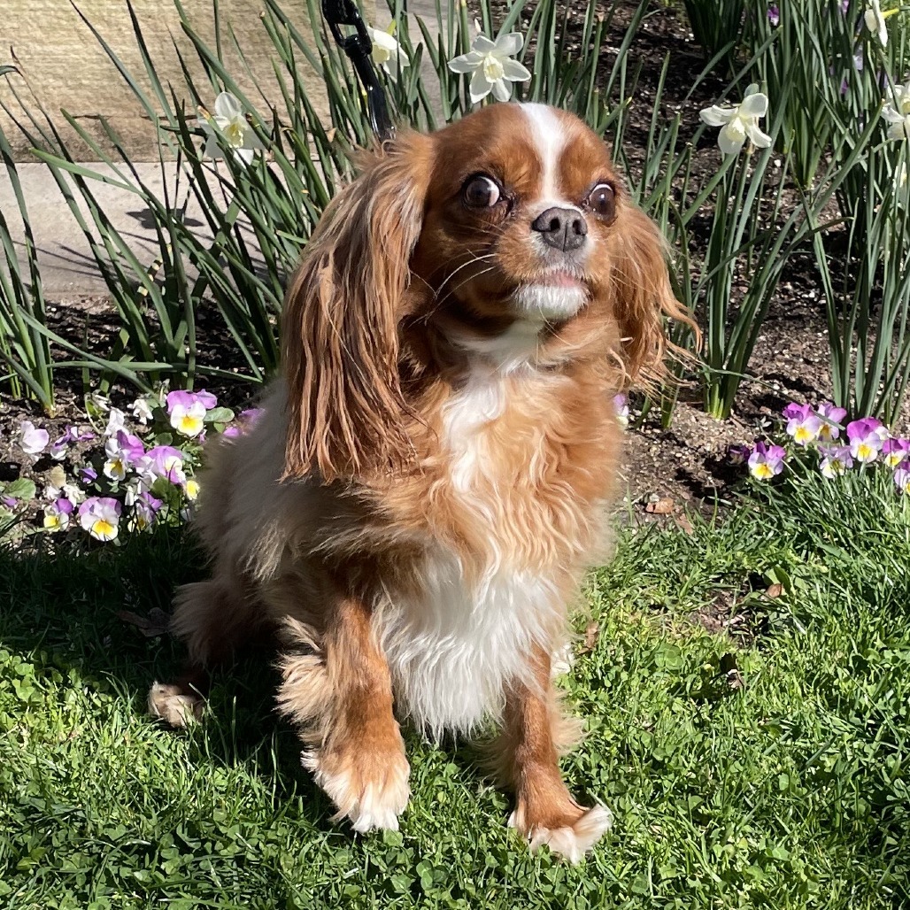 Franco