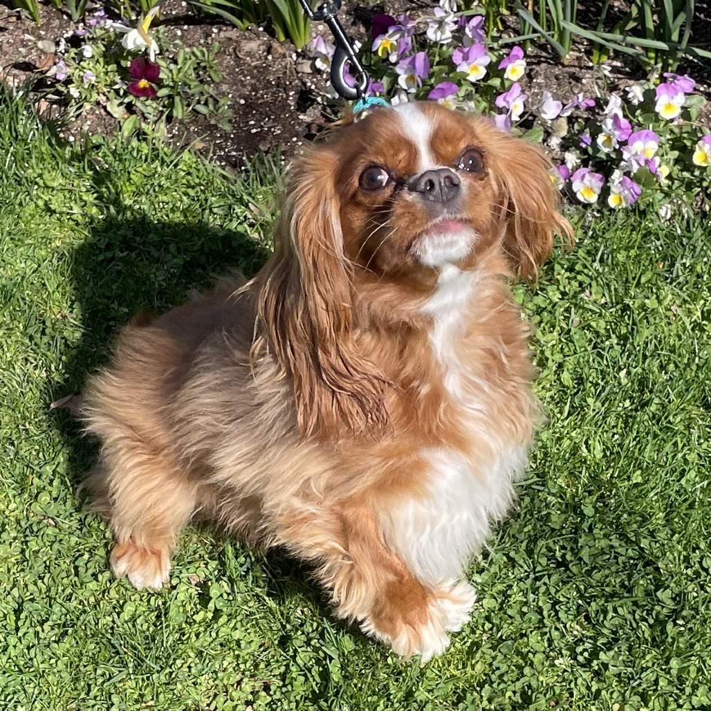 Franco