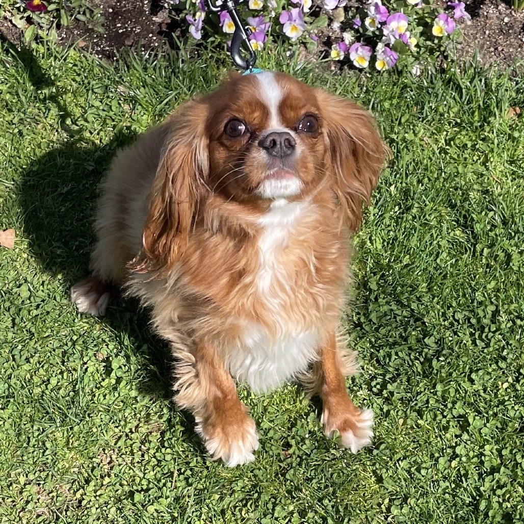 Franco