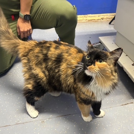 Queeny, an adoptable Domestic Long Hair in Wahiawa, HI, 96786 | Photo Image 1
