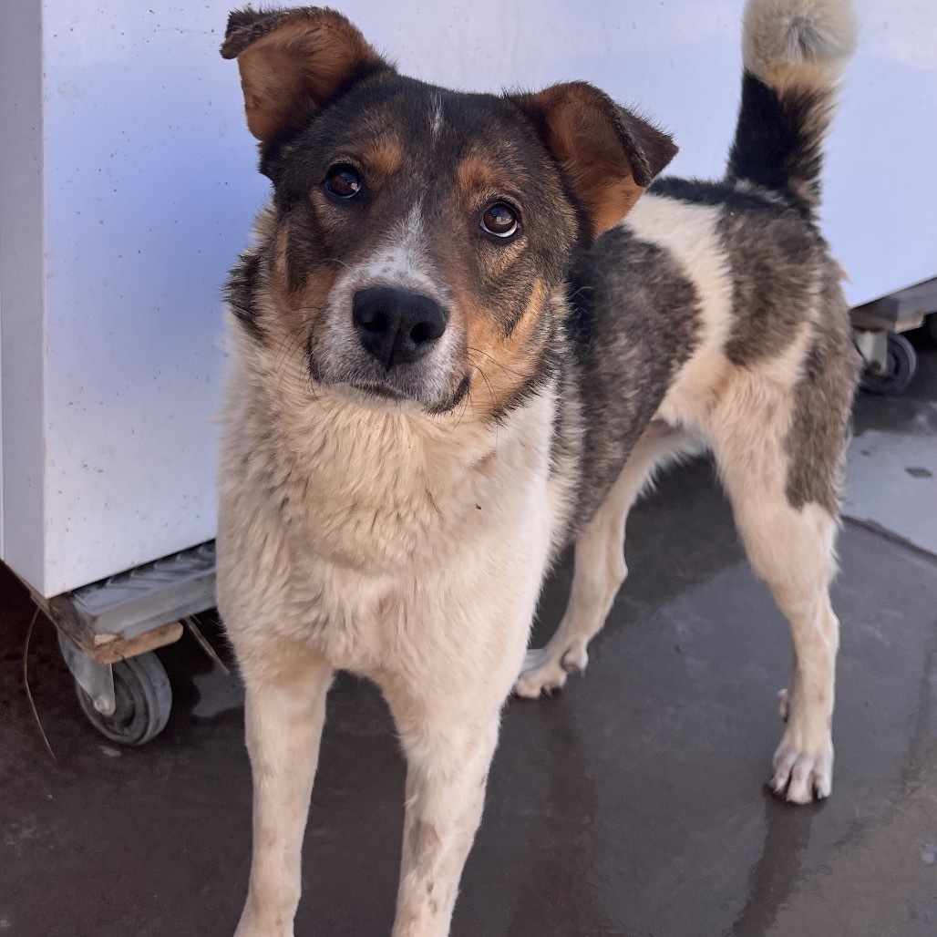 (COD) Charleen, an adoptable Shepherd in Douglas, AZ, 85607 | Photo Image 1