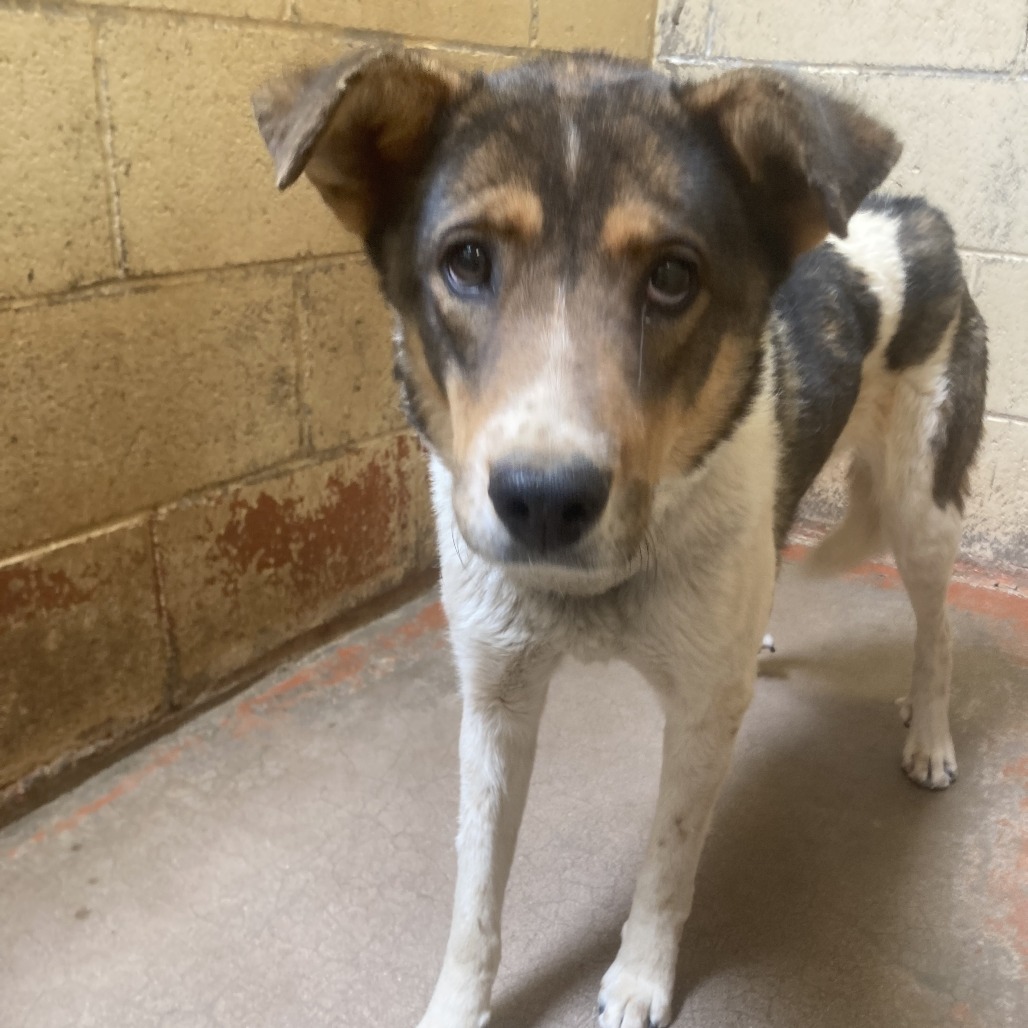 (COD) Charleen, an adoptable Shepherd in Douglas, AZ, 85607 | Photo Image 2