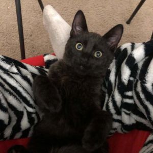Meet Exxon - the coolest little 5-month-old gas station rescue youll ever meet Yes he was litera