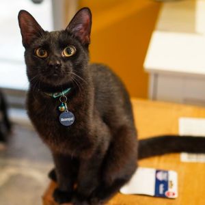 Stan, Young Male Domestic Short Hair