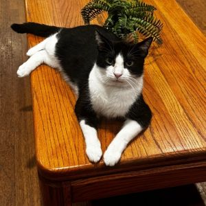 Meet Kenny the dapper tuxedo gentleman with a personality thats larger than li