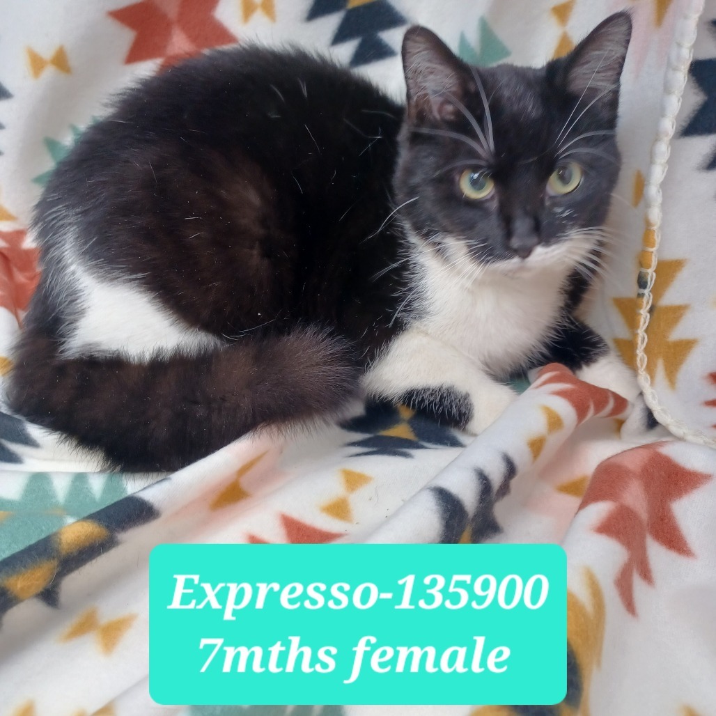 Espresso