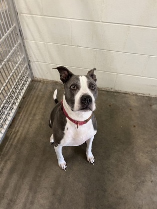 Gracie
