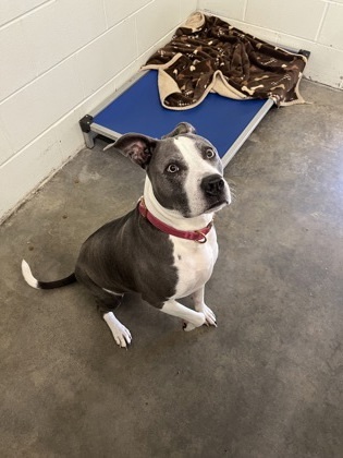 Gracie