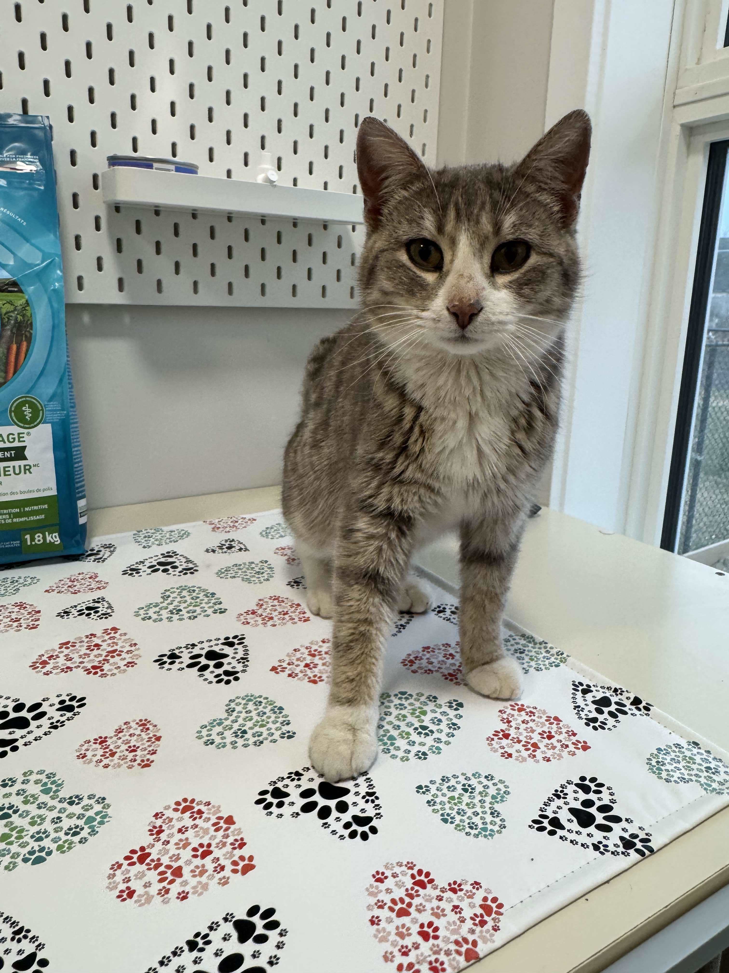 Aurora, an adoptable Domestic Short Hair in Steinbach, MB, R5G 2B2 | Photo Image 3