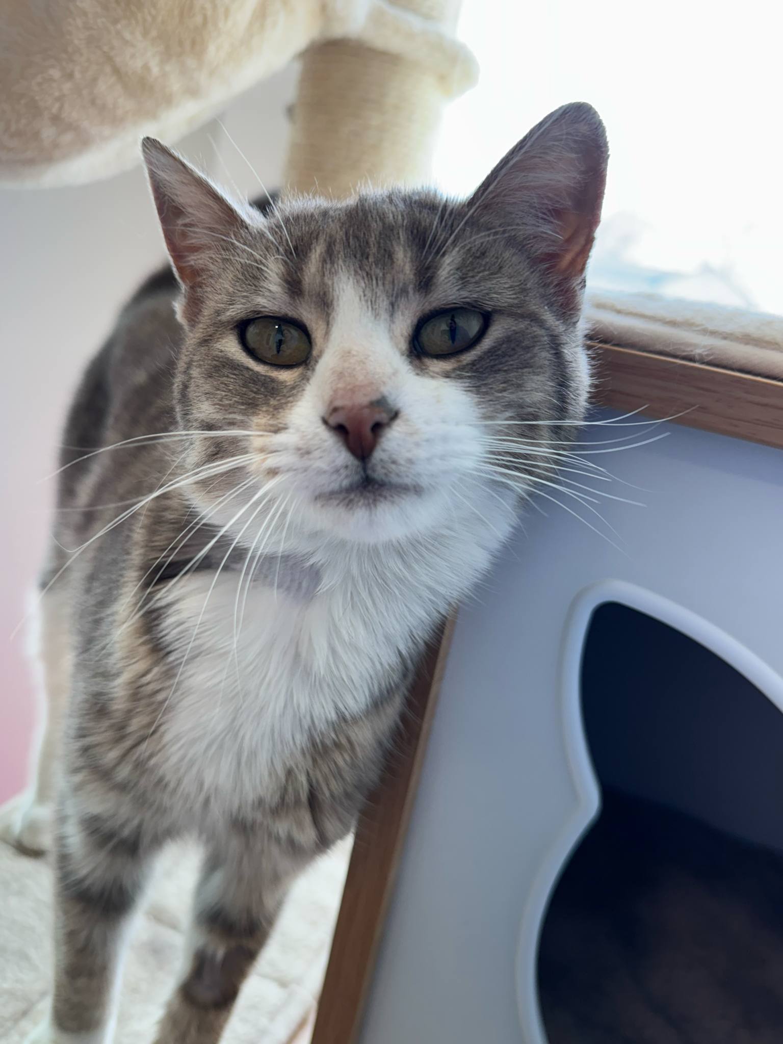 Aurora, an adoptable Domestic Short Hair in Steinbach, MB, R5G 2B2 | Photo Image 4