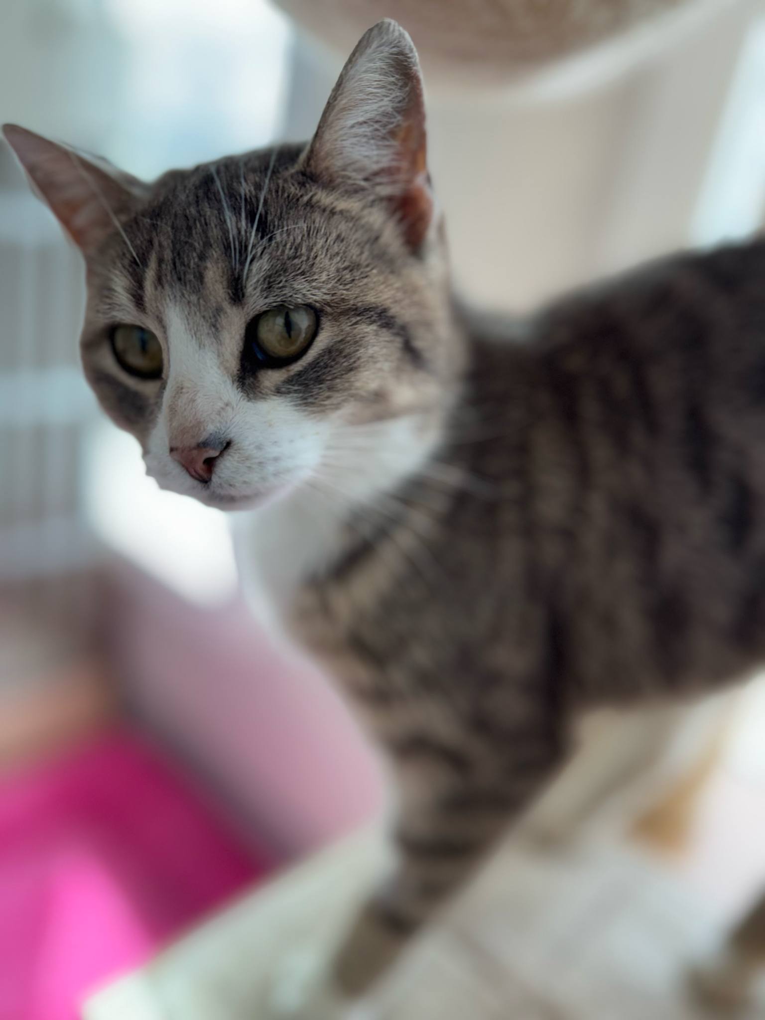 Aurora, an adoptable Domestic Short Hair in Steinbach, MB, R5G 2B2 | Photo Image 5