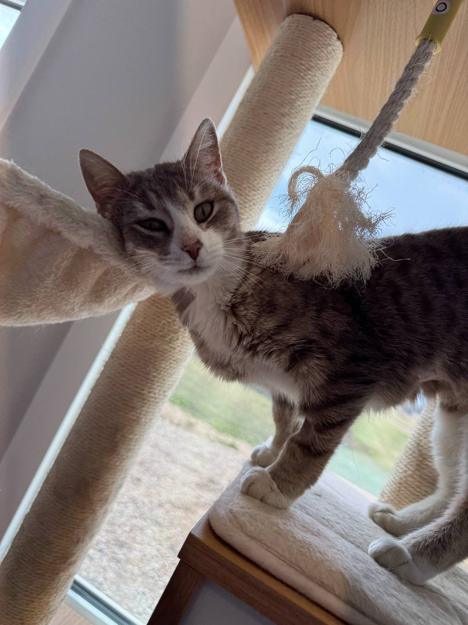 Aurora, an adoptable Domestic Short Hair in Steinbach, MB, R5G 2B2 | Photo Image 6