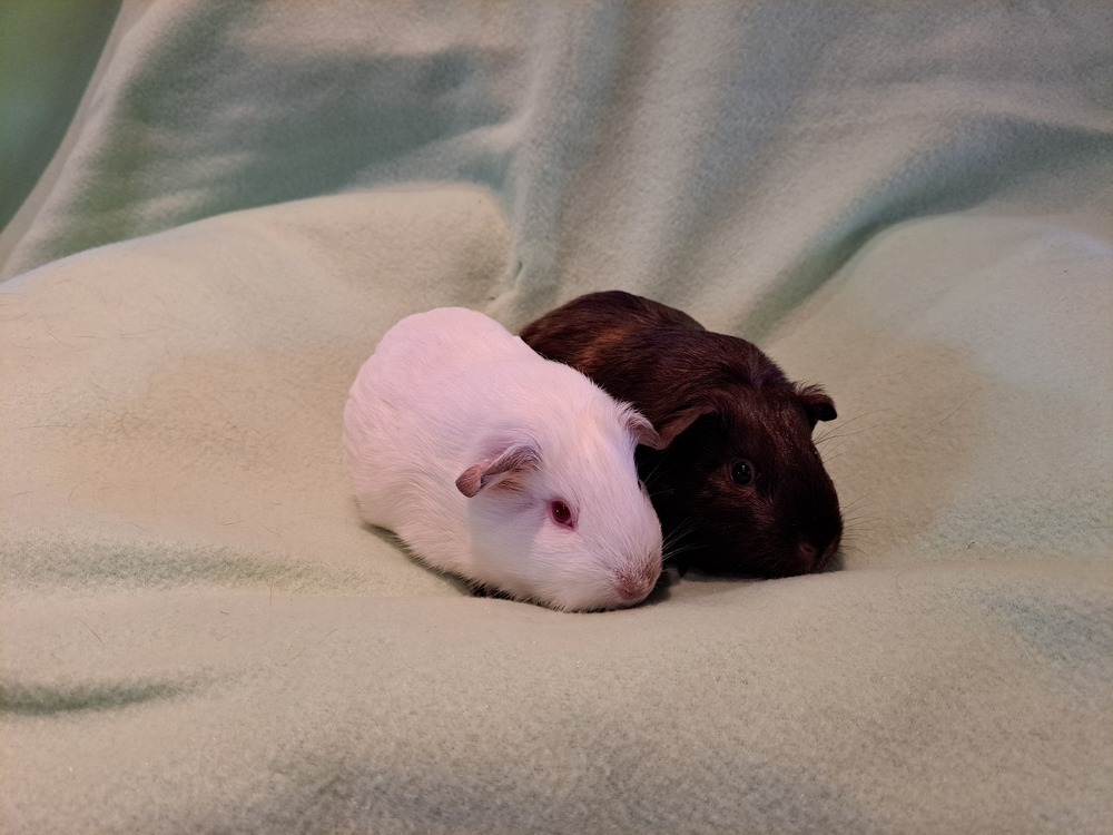 Harley and Quinn