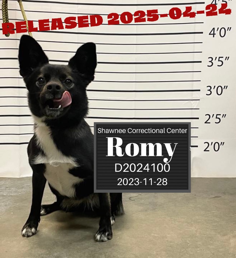 Romy, an adoptable Papillon in Murphysboro, IL, 62966 | Photo Image 1