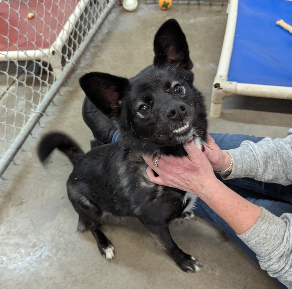 Romy, an adoptable Papillon in Murphysboro, IL, 62966 | Photo Image 5