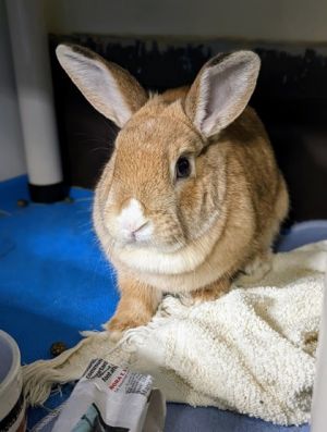Delia, Young Female Bunny Rabbit