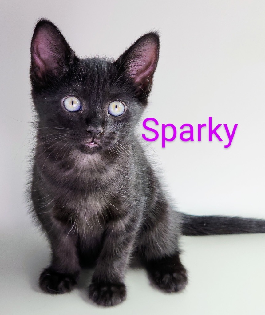 Sparky(petsense)