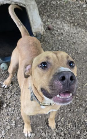 Sterling, Young Male Pit Bull Terrier