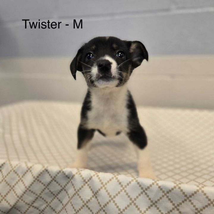 Twister 3