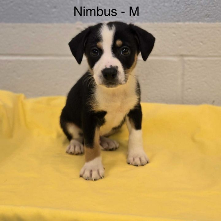 Nimby 1
