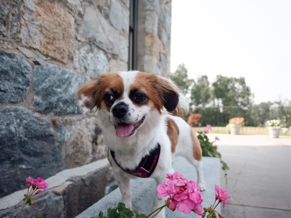 Opal, an adoptable Pekingese in Groveland, MA, 01834 | Photo Image 1