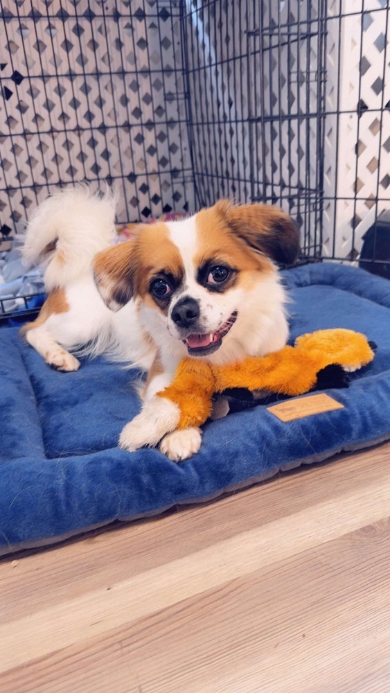 Opal, an adoptable Pekingese in Groveland, MA, 01834 | Photo Image 4