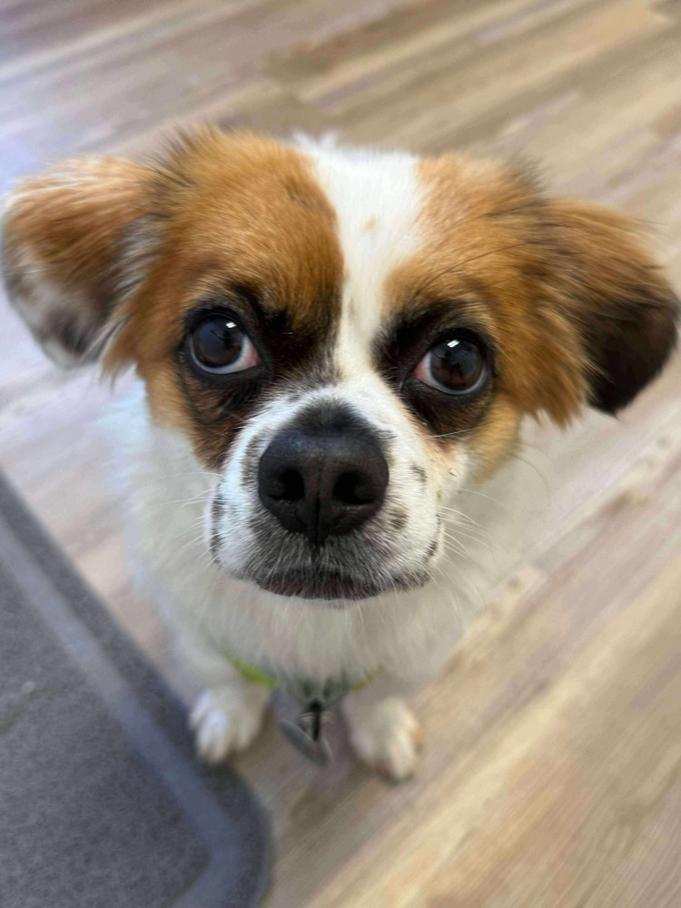 Opal, an adoptable Pekingese in Groveland, MA, 01834 | Photo Image 5
