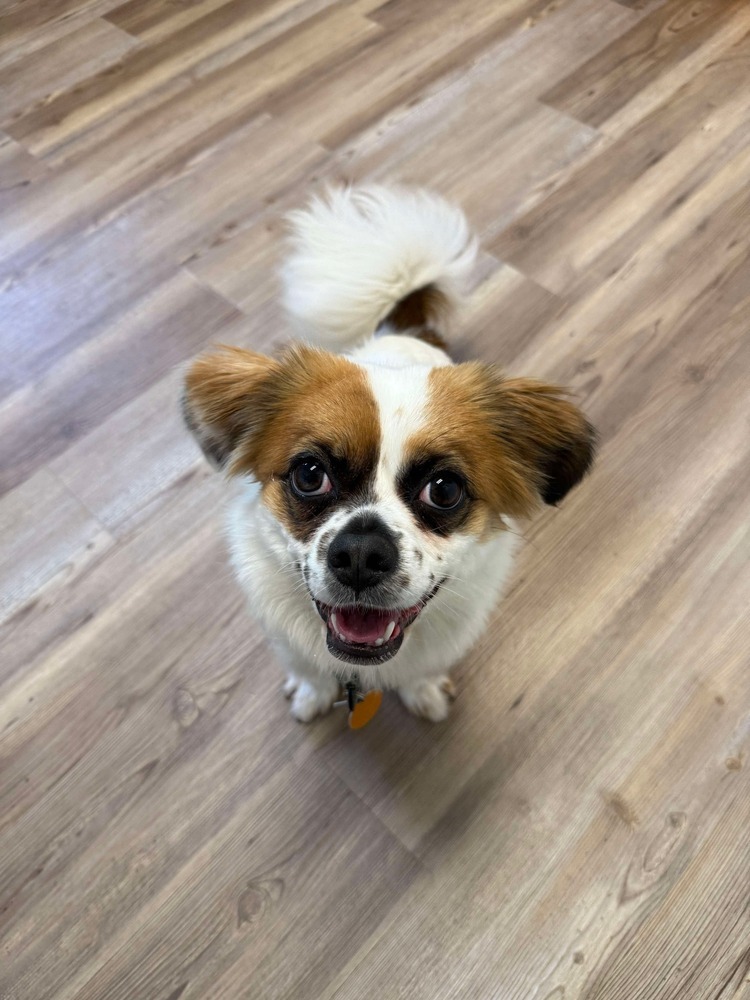 Opal, an adoptable Pekingese in Groveland, MA, 01834 | Photo Image 6