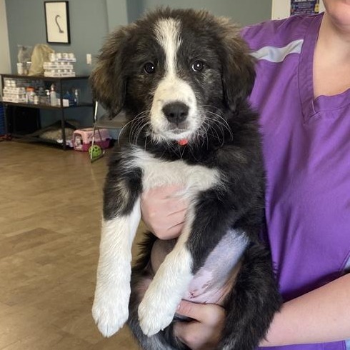 Blue Violet, an adoptable Mixed Breed, Great Pyrenees in Saskatoon, SK, S7K 3S9 | Photo Image 1