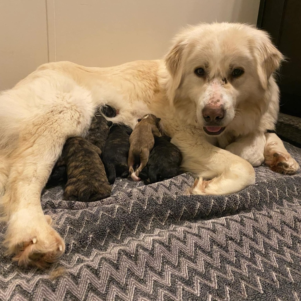 Blue Violet, an adoptable Mixed Breed, Great Pyrenees in Saskatoon, SK, S7K 3S9 | Photo Image 2