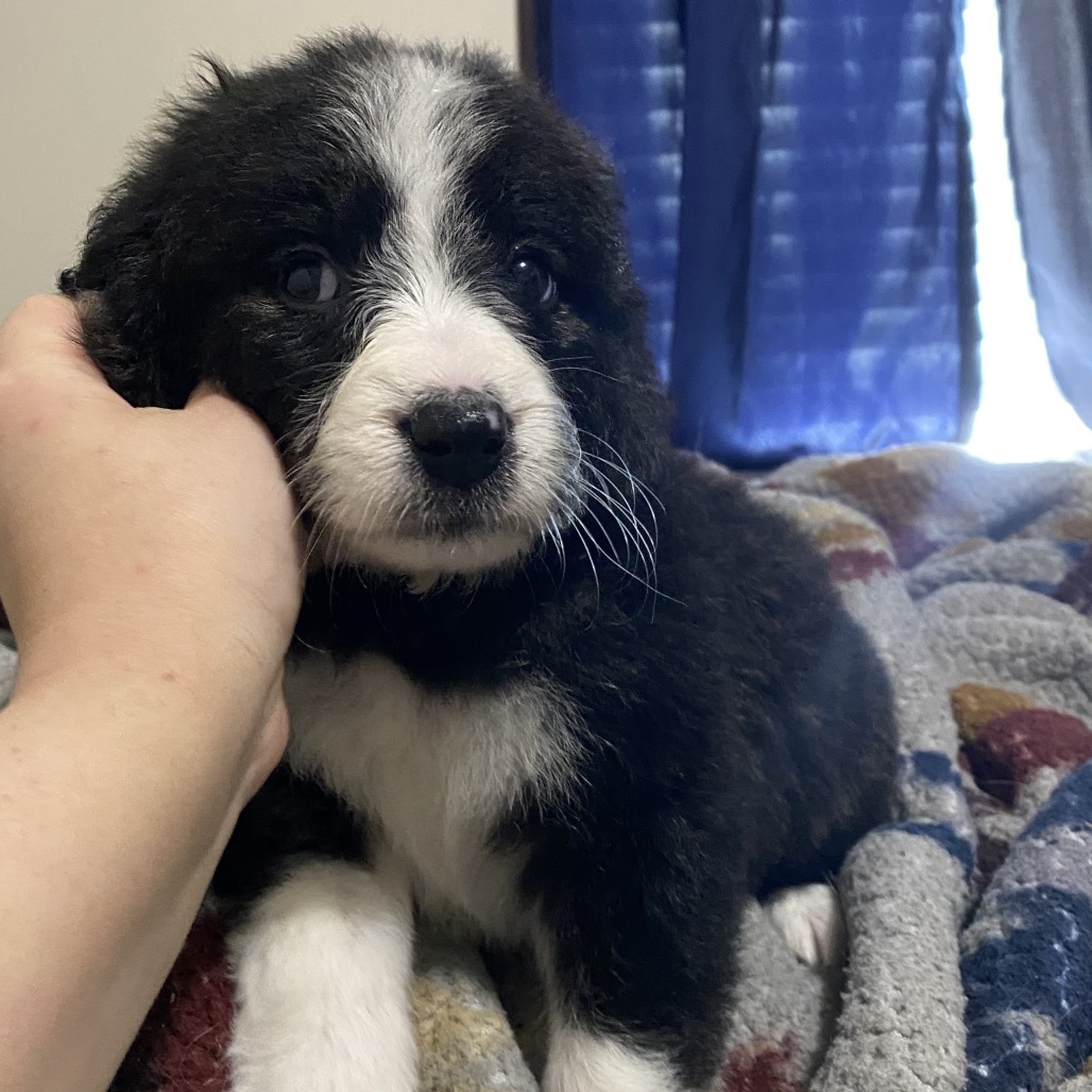 Blue Violet, an adoptable Mixed Breed, Great Pyrenees in Saskatoon, SK, S7K 3S9 | Photo Image 5
