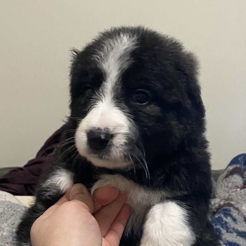 Blue Violet, an adoptable Mixed Breed, Great Pyrenees in Saskatoon, SK, S7K 3S9 | Photo Image 6
