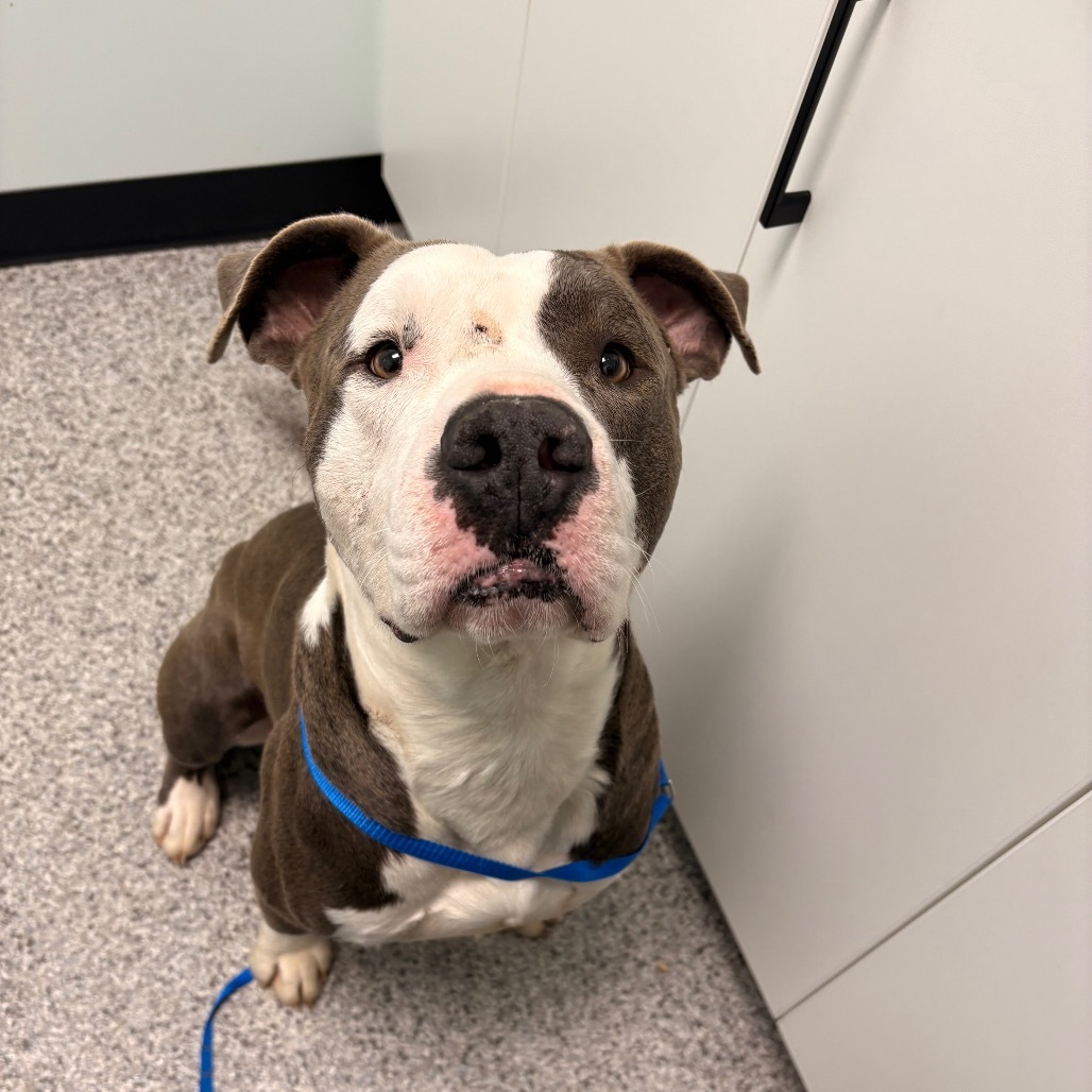 Blue, an adoptable Pit Bull Terrier in Saskatoon, SK, S7K 3S9 | Photo Image 1