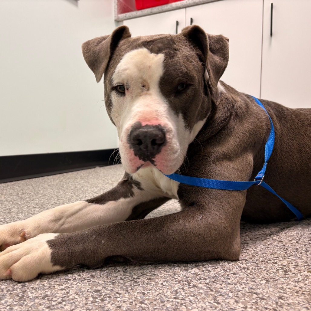 Blue, an adoptable Pit Bull Terrier in Saskatoon, SK, S7K 3S9 | Photo Image 2