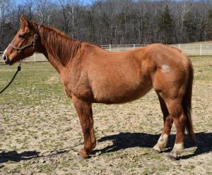 RHIANNON, Senior Female Quarterhorse