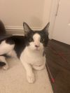 Niko photo 1