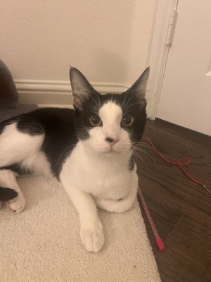 Niko, Young Male unknown