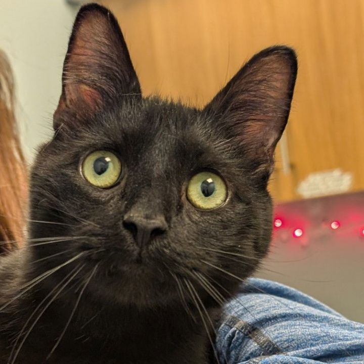 Binx 1
