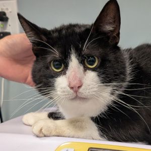 HP, Young Male Domestic Short Hair