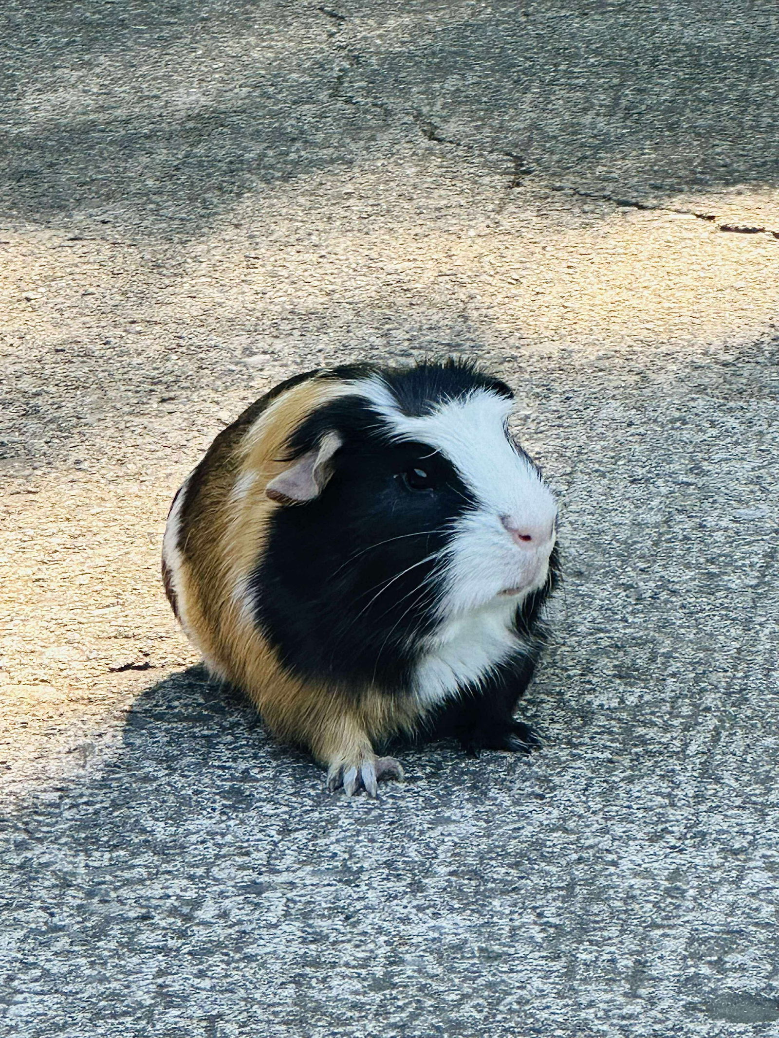 Beans the Pig: "My Home to Yours"