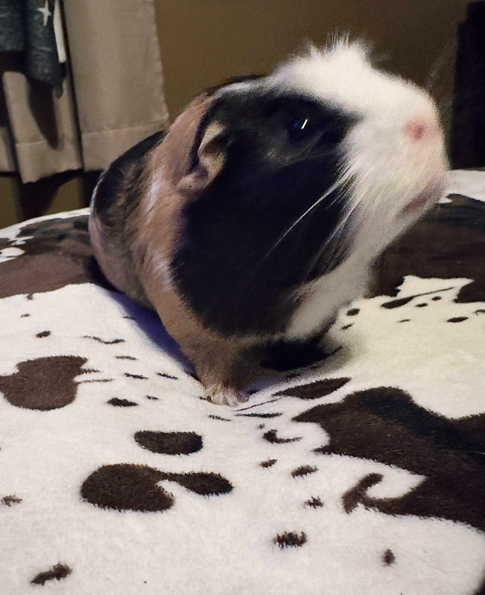 Beans the Pig: "My Home to Yours"