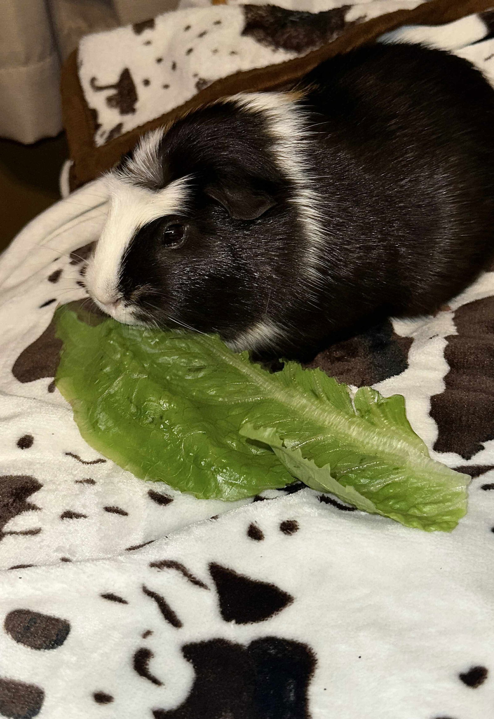 Beans the Pig: "My Home to Yours"