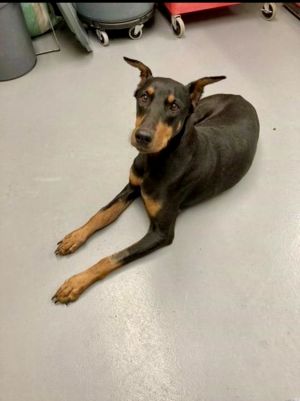 Jackie Doberman Pinscher Dog