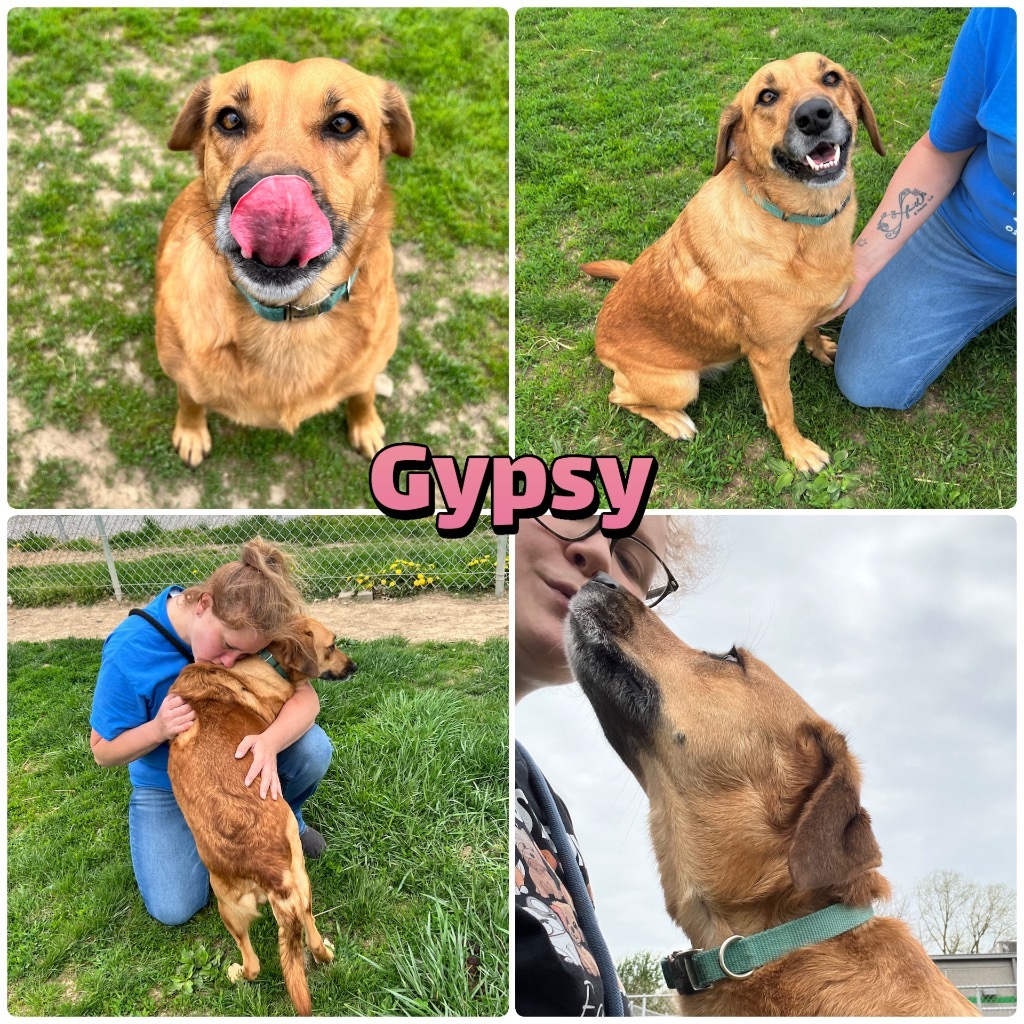Gypsy, an adoptable Affenpinscher in Pierceton, IN, 46562 | Photo Image 1