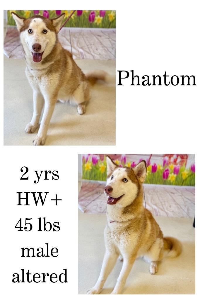 Phantom