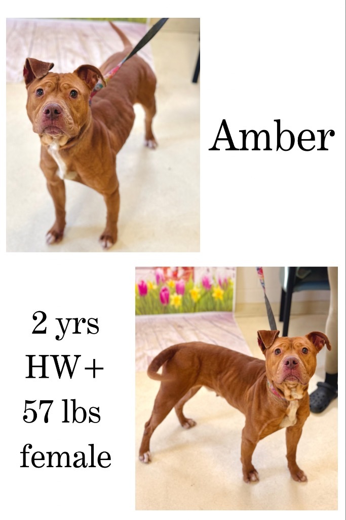 Amber