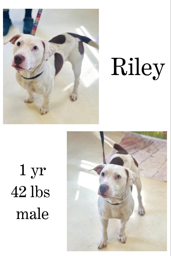 Riley