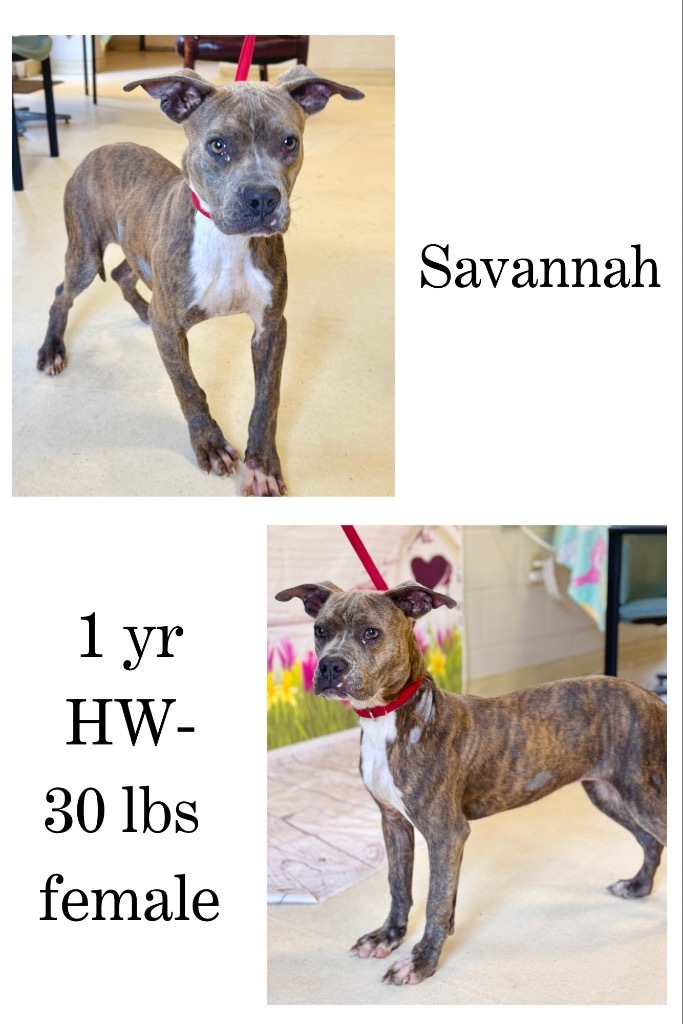Savannah
