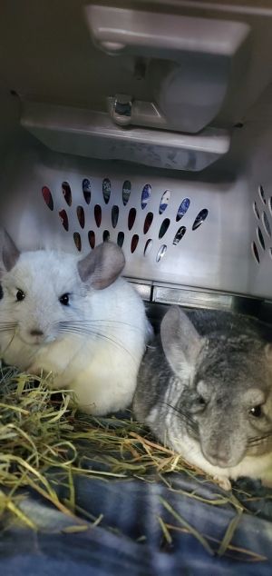 Zig &amp; Sharko, Adult Male Chinchilla
